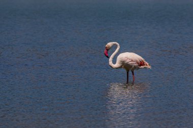 beautiful bird white-pink flamingo on a salty blue lake in calpe spain
