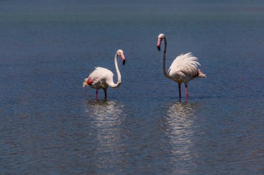 beautiful bird white-pink flamingo on a salty blue lake in calpe spain