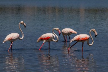 beautiful bird white-pink flamingo on a salty blue lake in calpe spain