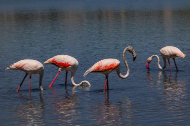 beautiful bird white-pink flamingo on a salty blue lake in calpe spain