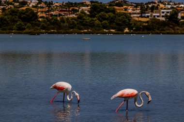 beautiful bird white-pink flamingo on a salty blue lake in spain in calpe urban landscape clipart