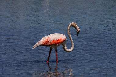 beautiful bird white-pink flamingo on a salty blue lake in calpe spain