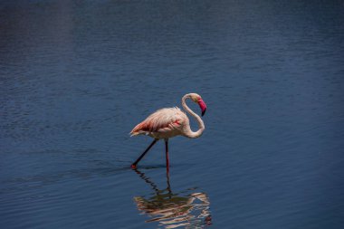 beautiful bird white-pink flamingo on a salty blue lake in calpe spain