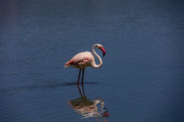 beautiful bird white-pink flamingo on a salty blue lake in calpe spain