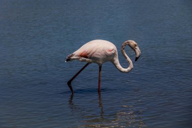 beautiful bird white-pink flamingo on a salty blue lake in calpe spain