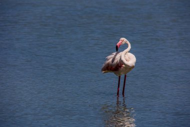 beautiful bird white-pink flamingo on a salty blue lake in calpe spain