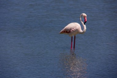 beautiful bird white-pink flamingo on a salty blue lake in calpe spain