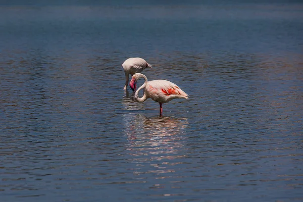 Beautiful Bird White Pink Flamingo Salty Blue Lake Calpe Spain — Fotografia de Stock