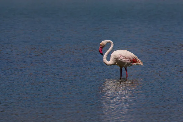 Beautiful Bird White Pink Flamingo Salty Blue Lake Calpe Spain — Fotografia de Stock