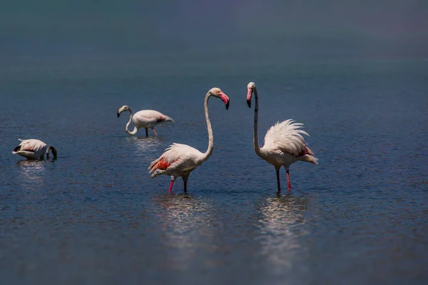 Beautiful Bird White Pink Flamingo Salty Blue Lake Spain Calpe — Fotografia de Stock