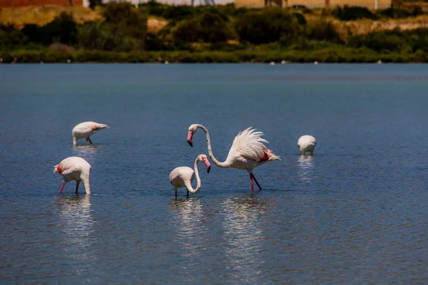 Красивая Птица Бело Розовый Фламинго Соленом Голубом Озере Испании Кальпе — стоковое фото