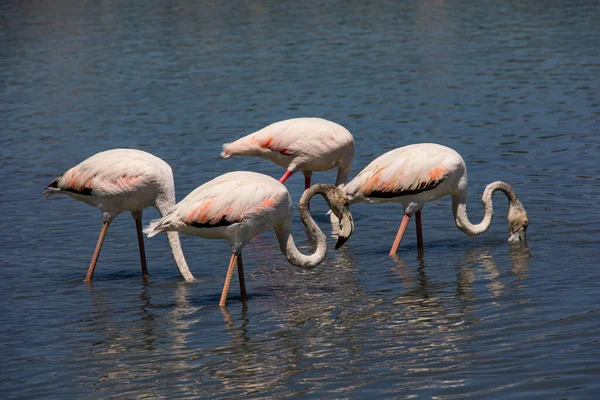 Красивий Птах Біло Рожевий Фламінго Солоному Блакитному Озері Кальпе Іспанії — стокове фото