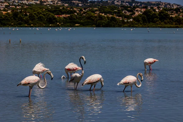 Beautiful Bird White Pink Flamingo Salty Blue Lake Spain Calpe — Zdjęcie stockowe