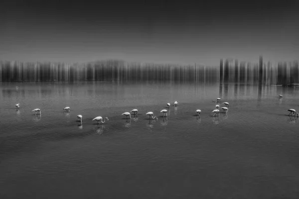 Beautiful Bird White Pink Flamingo Salty Blue Lake Spain Calpe — Stock Photo, Image