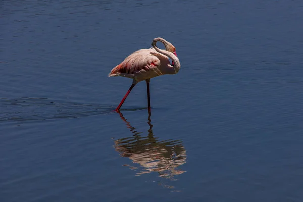 Beautiful Bird White Pink Flamingo Salty Blue Lake Calpe Spain - Stock-foto