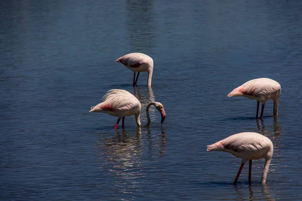 Beautiful Bird White Pink Flamingo Salty Blue Lake Calpe Spain — Stockfoto