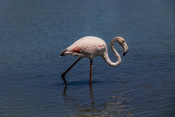 beautiful bird white-pink flamingo on a salty blue lake in calpe spain