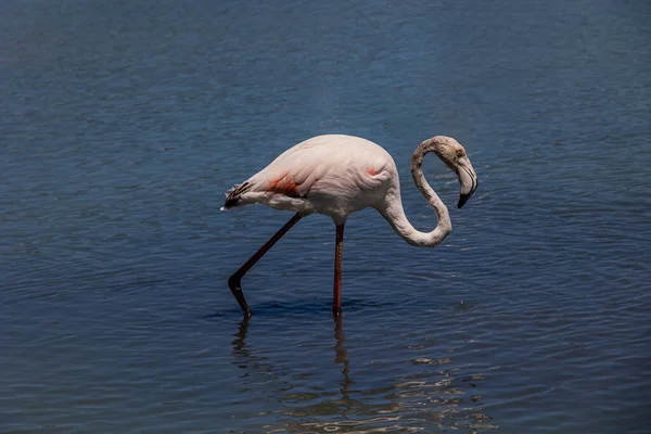 Красивий Птах Біло Рожевий Фламінго Солоному Блакитному Озері Кальпе Іспанії — стокове фото