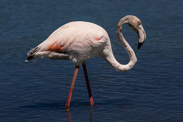 beautiful bird white-pink flamingo on a salty blue lake in calpe spain