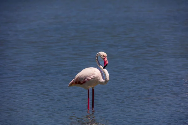 Красивая Птица Бело Розовый Фламинго Соленом Голубом Озере Кальпе Испании — стоковое фото