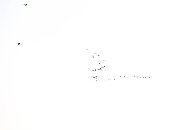 Güzel siyah kuş anahtarı beyaz arka planda gökyüzünde uçuyor.