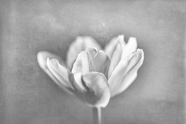 Bela Delicada Primavera Amarelo Única Tulipa Close Fundo Preto Branco — Fotografia de Stock