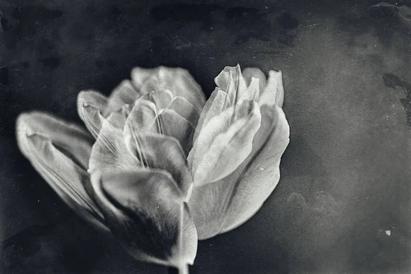 Gyönyörű Finom Tavasz Sárga Egyetlen Tulipán Közelkép Fekete Fehér Háttér — Stock Fotó