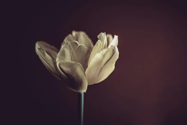 Bella Primavera Delicata Giallo Singolo Tulipano Primo Piano Sfondo — Foto Stock