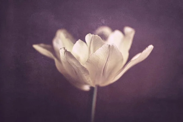 Bella Primavera Delicata Giallo Singolo Tulipano Primo Piano Sfondo — Foto Stock