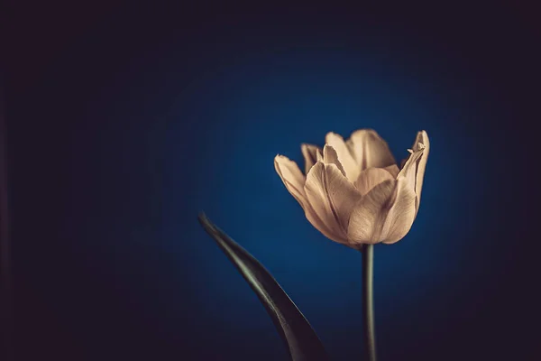 Krásný Jemný Jaro Žlutý Jediný Tulipán Close Pozadí — Stock fotografie