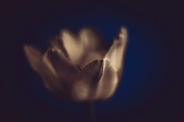 Hermoso Delicado Tulipán Único Amarillo Primavera Primer Plano Fondo — Foto de Stock