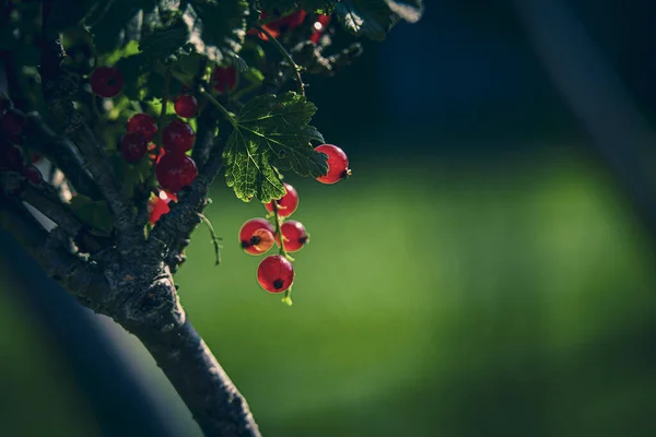 Beautiful Ripe Red Currant Summer Garden Bush Summer Day — Stock Photo, Image