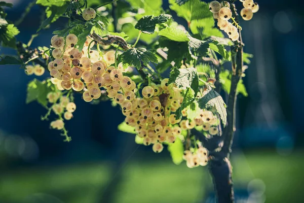 夏天的一天 美丽的成熟的白醋栗在灌木丛的夏天花园里 — 图库照片