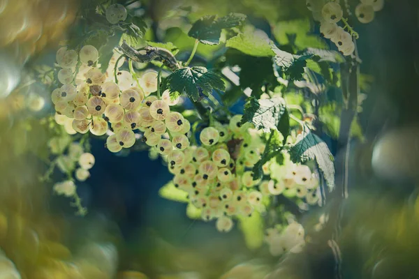 夏の日に茂みの夏の庭で美しい熟した白いスグリ — ストック写真