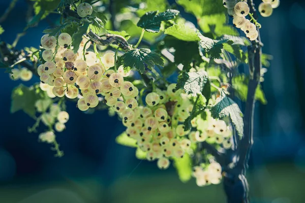 夏天的一天 美丽的成熟的白醋栗在灌木丛的夏天花园里 — 图库照片