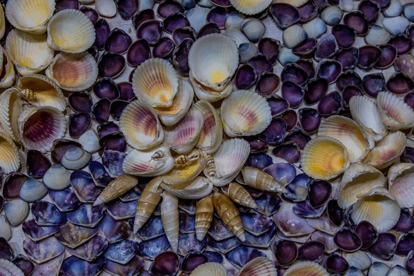 Schöner Hintergrund Mit Muscheln Natürliches Muster Bunte Abstraktion — Stockfoto