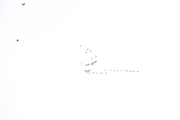 Bela Chave Pássaro Preto Voando Céu Contra Fundo Branco — Fotografia de Stock