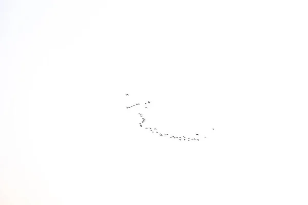 Güzel Siyah Kuş Anahtarı Beyaz Arka Planda Gökyüzünde Uçuyor — Stok fotoğraf