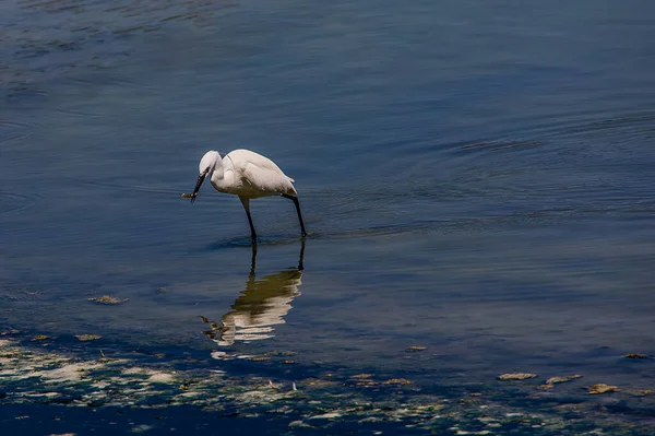 Beau Petit Oiseau Blanc Sur Lac Salé Calpe Espagne Jour — Photo