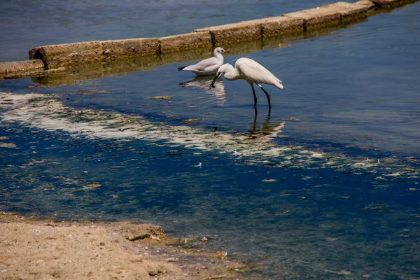 Mooi Klein Wit Vogeltje Een Zoutmeer Calpe Spanje Een Zomerse — Stockfoto