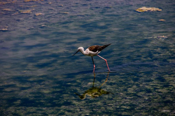 Mooi Klein Wit Vogeltje Een Zoutmeer Calpe Spanje Een Zomerse — Stockfoto