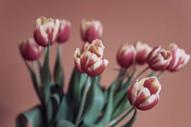 Arka planda güzel, narin, sarı-kırmızı lale.