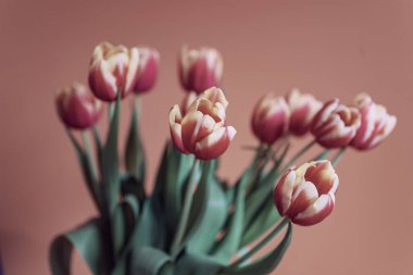 Arka planda güzel, narin, sarı-kırmızı lale.