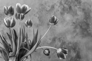 Arka planda güzel, narin, sarı-kırmızı lale.