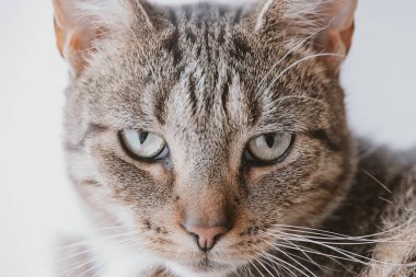 Güzel, yorgun, gri tekir kedi yakın planda.