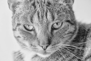 Güzel, yorgun, gri tekir kedi yakın planda.