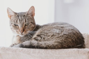 Güzel, yorgun, gri tekir kedi yakın planda.