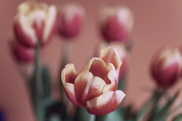 Schöne Zarte Frühling Gelb Rote Tulpe Nahaufnahme Auf Dem Hintergrund — Stockfoto