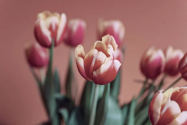 Schöne Zarte Frühling Gelb Rote Tulpe Nahaufnahme Auf Dem Hintergrund — Stockfoto