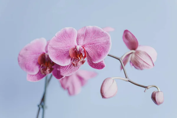 Hermosa Orquídea Floreciente Delicada Rosa Sobre Fondo Azul — Foto de Stock